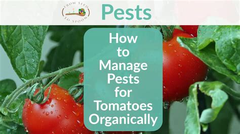 Controling Tomato Pests And Control