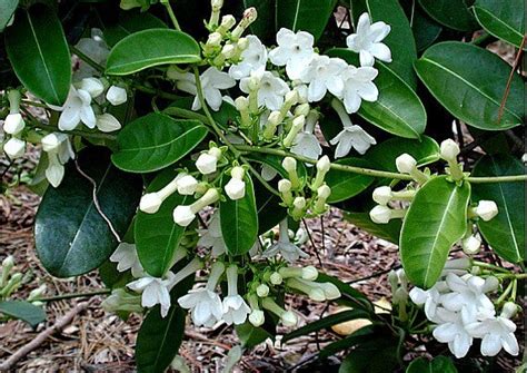 Stephanotis Floribunda Madagascar Jasmine Smart Seeds Emporium