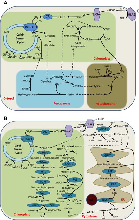 Metabolic Pathways For Lipid And Carbohydrate Synthesis A Outline Of