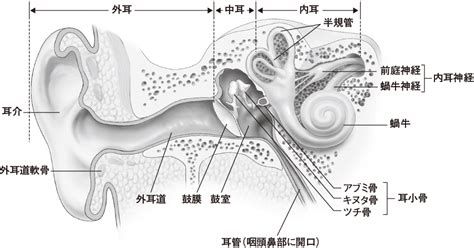 聴覚と嗅覚のメカニズム――耳と鼻｜感じる・考える（4） 看護roo カンゴルー