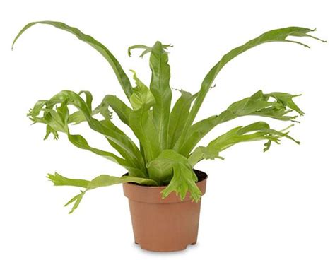 Asplenium Leslie Crested Birds Nest Fern Indoor Fern Plant