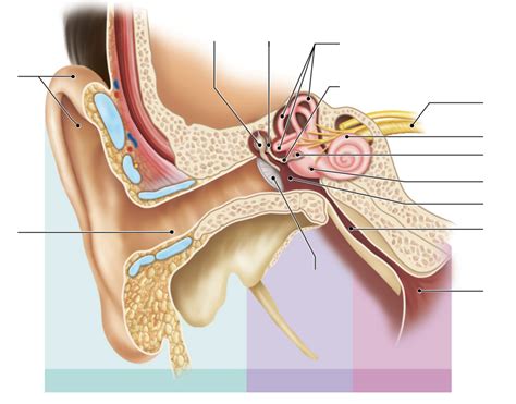 Ear Diagram Diagram Quizlet