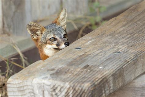 Island Fox Channel Islands National Park Photograph By Patrick Barron