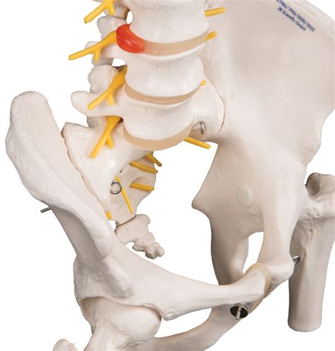 Modelo De Columna Flexible Opci N De Lujo Medical Factory