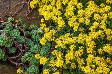 How to Grow and Care for Yellow Alyssum