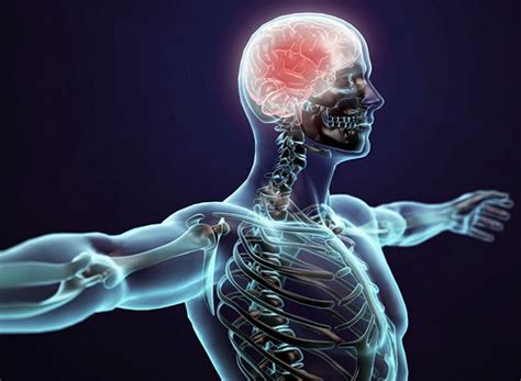 science daily anatomy  michael hooton blog