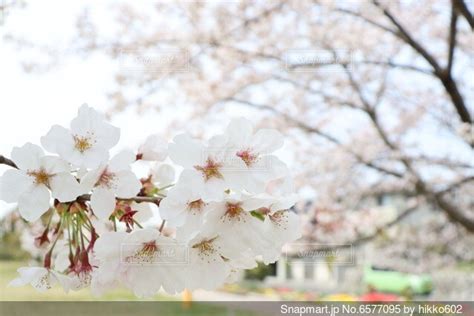 桜のクローズアップの写真・画像素材 6577095 Snapmart（スナップマート）