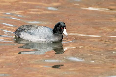 The Old Coot Photograph by Joy McAdams - Pixels