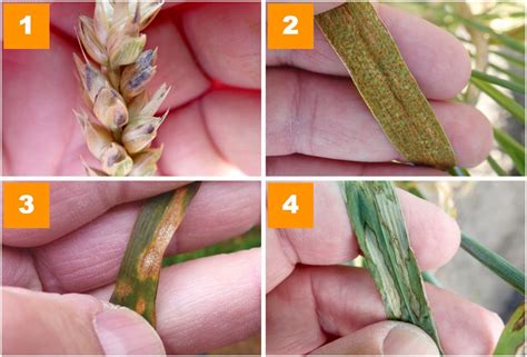 Cereal Diseases To Watch In Grainews