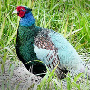 Green Pheasant - Ultimate Upland