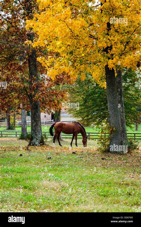 Fall colors on horse farm, Fauquier County, Virginia Stock Photo - Alamy