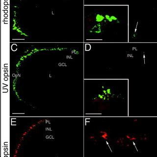 Rod And Cone Opsin Immunolocalization In Wild Type And Lop Mutant