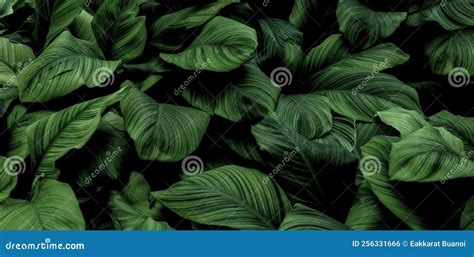 Tropical Leaf Foliage Nature Dark Green Background Stock Photo