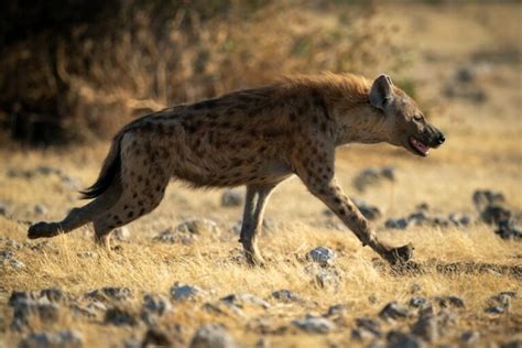 10 Fun Facts About Hyenas Ultimate Kilimanjaro