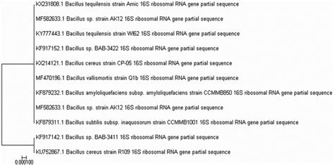 Phylogenetic Tree For Bacillus Subtilis Mf582633 Download