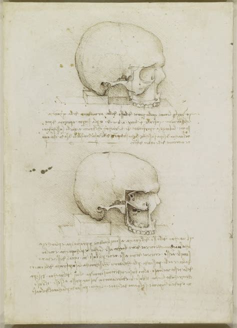 Skull Model Shows Artistry, But Is It a Leonardo da Vinci?