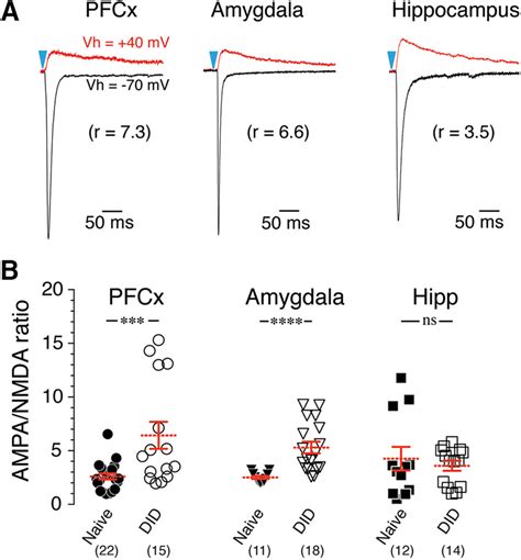 Binge Alcohol Drinking Increases The Ampa Nmda Ratio At Cortical And