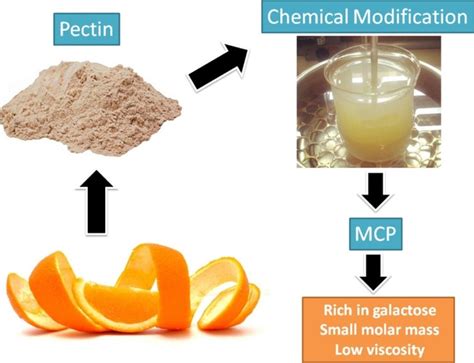 Everything You Should Know About Modified Citrus Pectin Mcp Santaherb