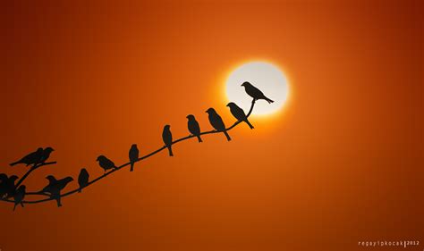 sunrise birds by regayip on DeviantArt