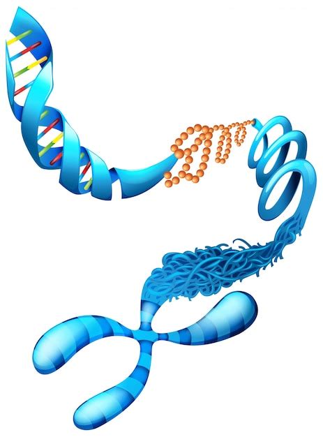 Dna Clip Art Vectors And Illustrations For Free Download Freepik