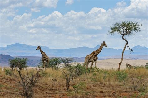 Giraffes In Africa