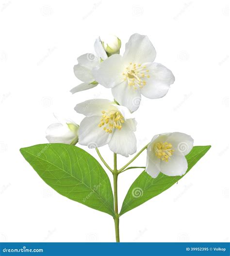 purple jasmine flower 2