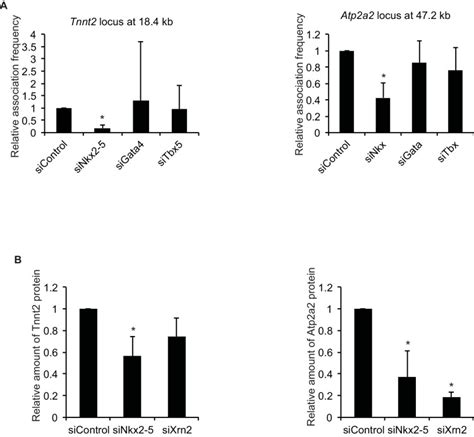 Regulation Of Alternative Polyadenylation By Nkx2 5 And Xrn2 During