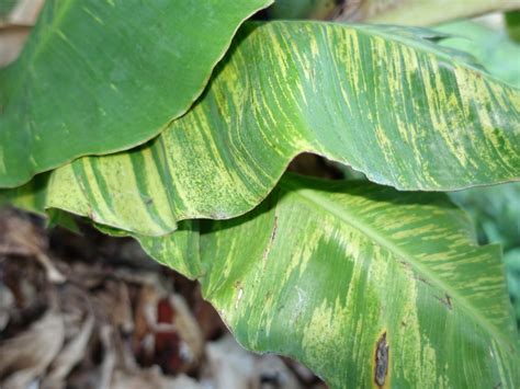 Banana Cucumber Mosaic Pathogen Cucumber Mosaic Virus C Flickr