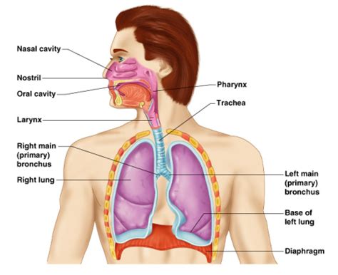 Respiratory System Flashcards Quizlet