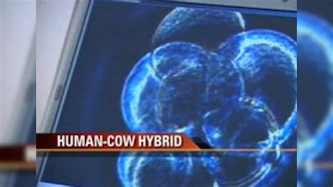 Human Cow Hybrid Embryo Stirs Debate In Uk Parliament News18