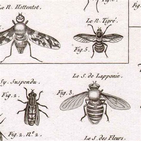 Grabados Dibujos Antiguos Insecto Entomolog A L Mina