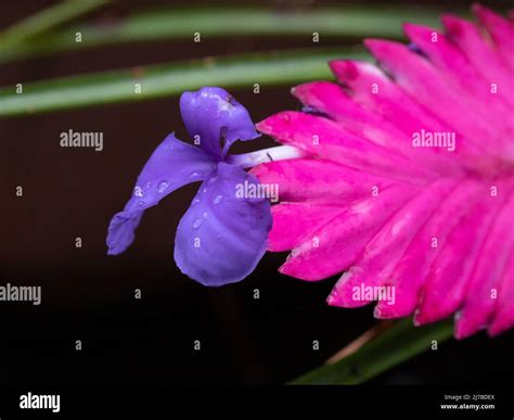 Beautiful Australian Bromeliads Hi Res Stock Photography And Images Alamy