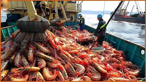 Europe Fishermen Use Robots To Catch Hundreds Of Tons Of Shrimp This