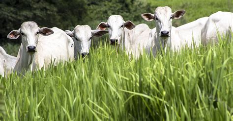 Portafolio Semillas De Pasto Semiagro