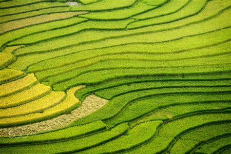 Terrace Rice Field In Asia Asia Terrace Field