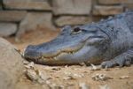 Alligator du Mississippi Nature et Zoo l actualité des zoos