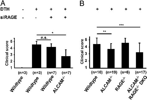 Effects Of Sirna Rage On Dth Clinical Score In Wt And Alcam 22 Mice Download Scientific