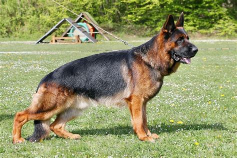 Chiot Berger Allemand Poil Long CHIOT Du Domaine De Janasse