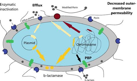 Carbapenem Resistance: Mechanisms and Drivers of Global Menace | IntechOpen