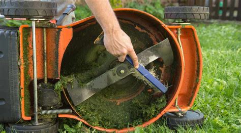 You Should Never Cut Your Grass In These Circumstances Simplify Gardening