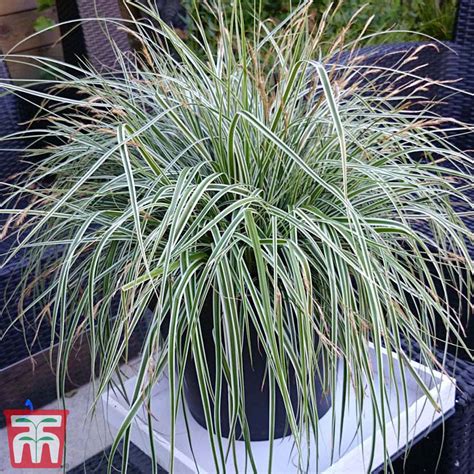 Carex Oshimensis Everest Thompson And Morgan