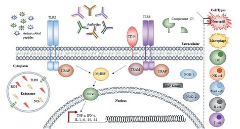 Figure From The Mechanisms Of Disease Caused By Acinetobacter