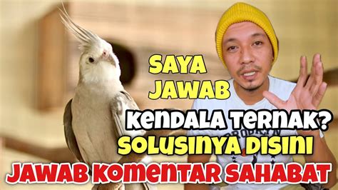 Solusi Dari Semua Kendala Ternak Di Komentar Q A Ternak Falk Parkit