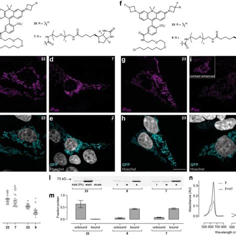 Design Of Biotin Jf Halotag Ligands A Schematic Showing The Dynamic Download Scientific