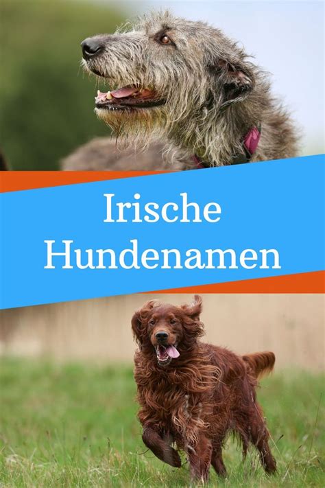 Irische Hundenamen Weiblich und männlich mit Bedeutung Hundenamen