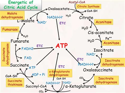 citric acid cycle ppsx