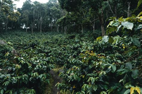coffee plantation stock  images  backgrounds