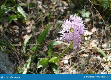 Naked Man Orchid Orchis Italica Stock Photo Image Of Orchis Orchid 295137282