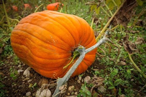 How to Plant, Grow, and Harvest Pumpkins - Harvest to Table