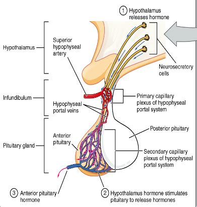 Anterior Pituitary Gland Flashcards Quizlet